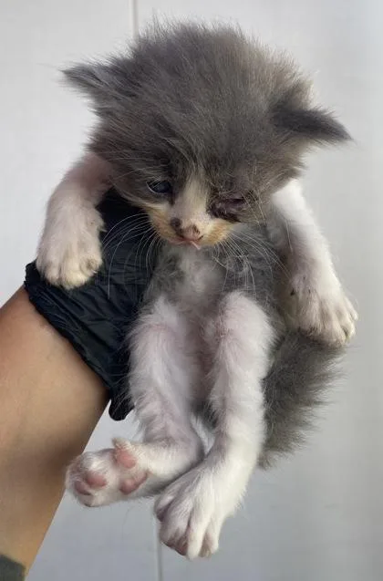 A baby small-sized male Gray / Blue / Silver Domestic Short Hair cat named 61760659 for adoption in El Paso, TX