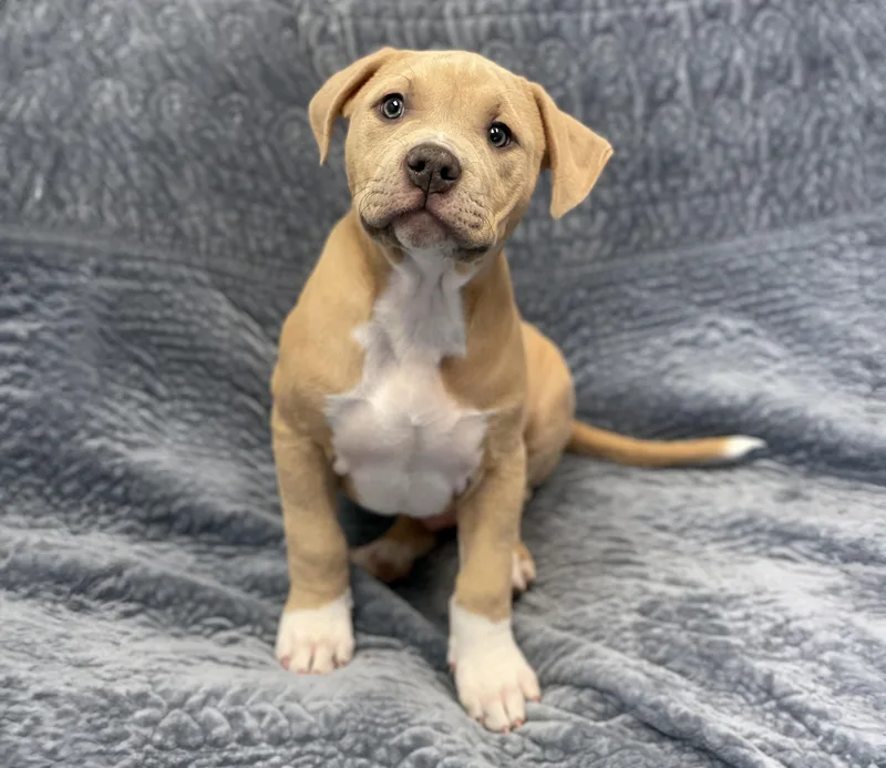 A baby medium-sized male Yellow / Tan / Blond / Fawn Terrier dog named Murphy for adoption in Charles Town, WV