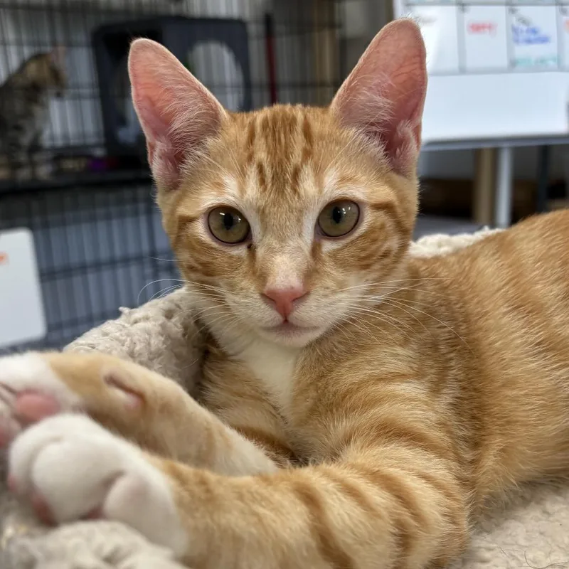 A baby small-sized male Orange / Red Domestic Short Hair cat named Asher for adoption in Houston, TX