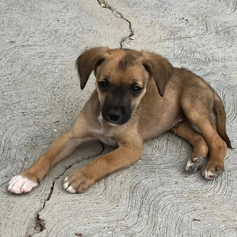 A baby small-sized male Brown / Chocolate Chiweenie dog named Tommy for adoption in Manvel, TX