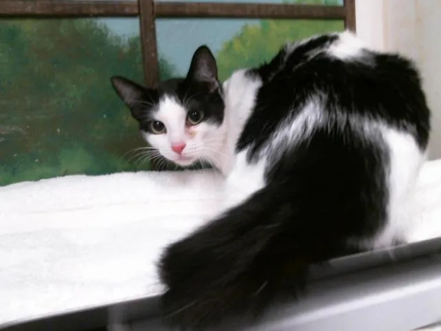 A young medium-sized female Domestic Medium Hair cat named Illy for adoption in Houston, TX