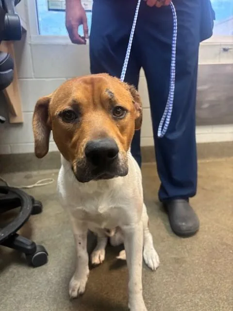 An adult large-sized male Mixed Breed dog named Mossemer for adoption in Jacksonville, FL
