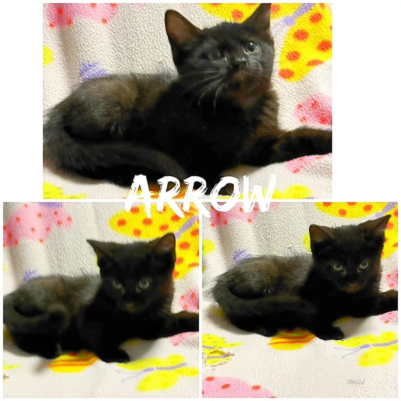 A baby medium-sized male Black Domestic Short Hair cat named Arrow for adoption in Saint James, MO