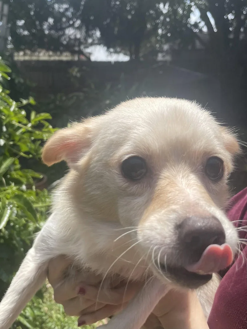 A young small-sized male Chihuahua dog named Marvin for adoption in San Diego, CA