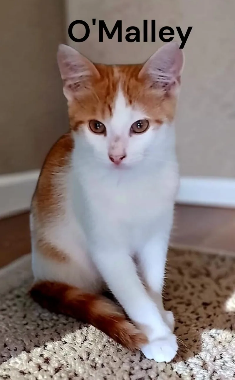 A baby medium-sized male Orange & White Domestic Short Hair cat named O'Malley for adoption in Weems, VA