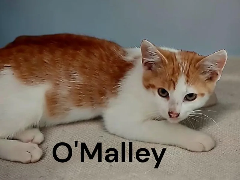 O'Malley thumbnail 2