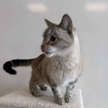 An adult medium-sized male Siamese cat named Milo for adoption in Janesville, WI