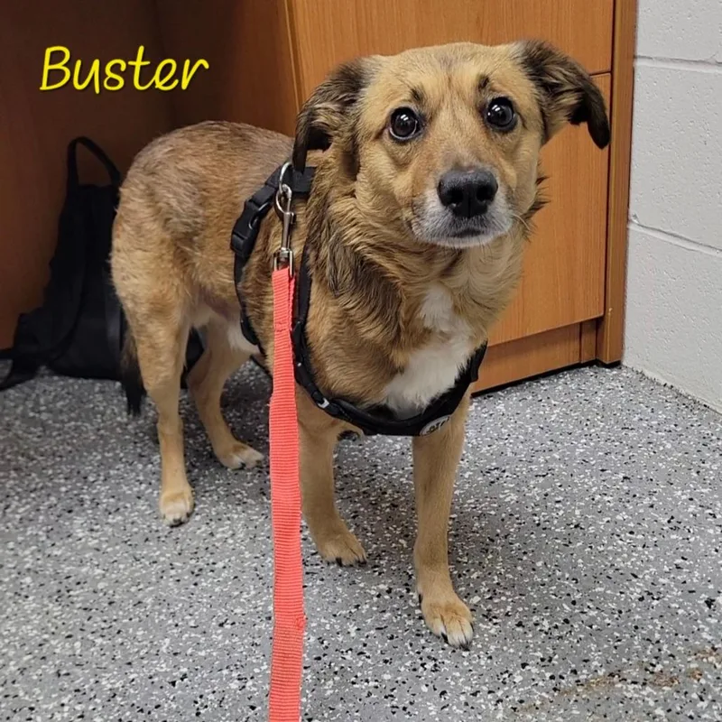 An adult small-sized male Brown / Chocolate Terrier dog named Buster for adoption in Parkersburg, WV