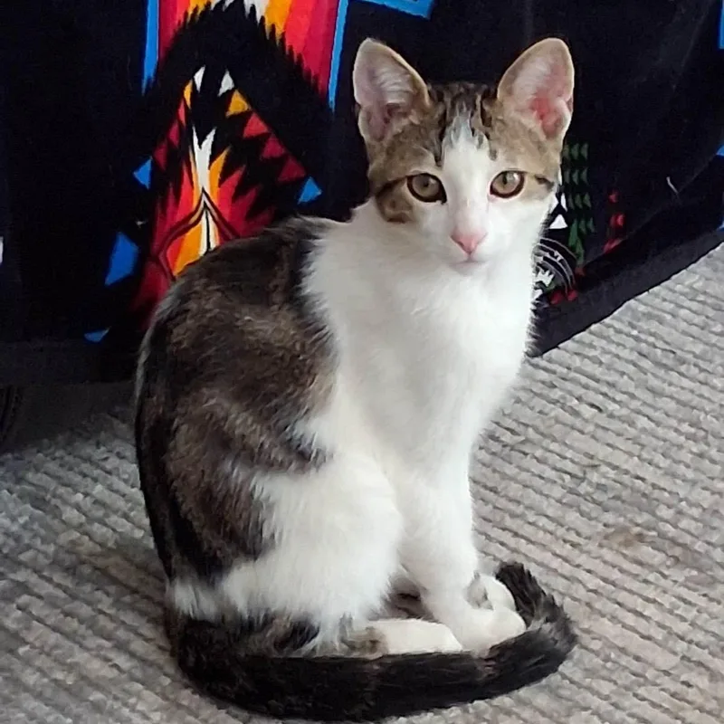 A young medium-sized male American Shorthair cat named Cuddy for adoption in Lake City, MN