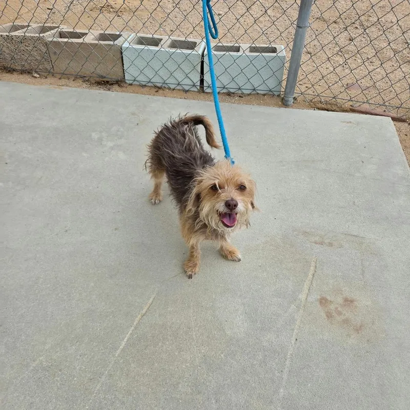 An adult small-sized female Terrier dog named Mink for adoption in California City, CA
