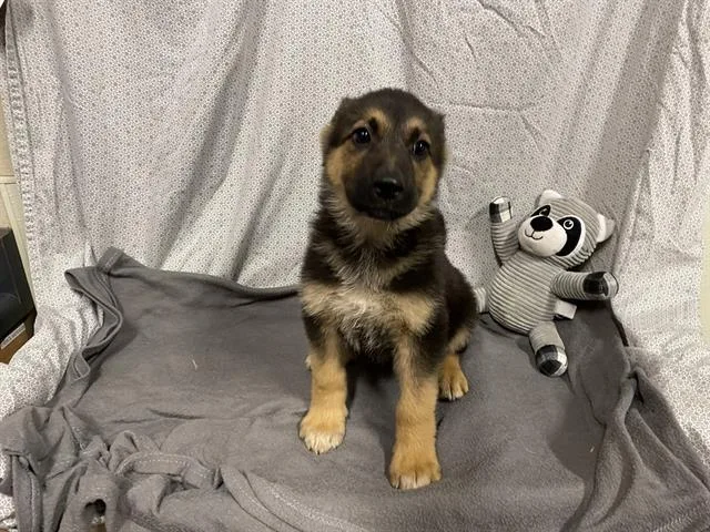 A baby small-sized female German Shepherd Dog dog named A for adoption in Modesto, CA
