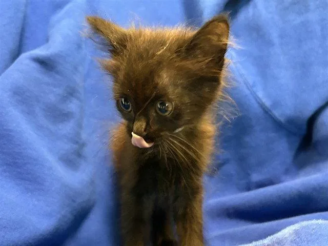 A baby small-sized female Black Domestic Short Hair cat named Classy for adoption in Tavares, FL