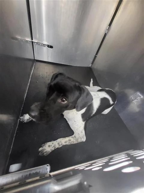 An adult small-sized female Terrier dog named A for adoption in San Antonio, TX