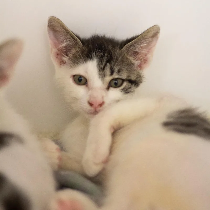 A baby small-sized male Domestic Short Hair cat named Pistachio for adoption in Cumming, GA
