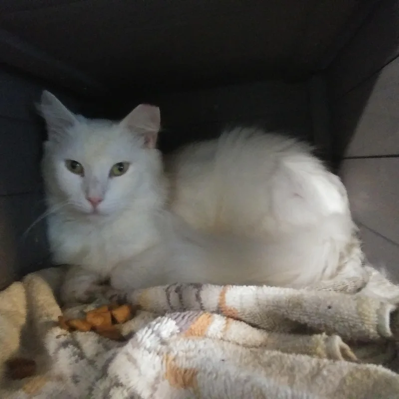 A young medium-sized male White Domestic Long Hair cat named Messi for adoption in Port Wentworth, GA