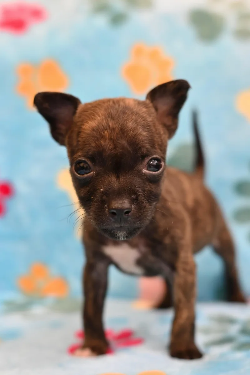 A baby small-sized male Xoloitzcuintli / Mexican Hairless dog named Pele for adoption in Miami, FL