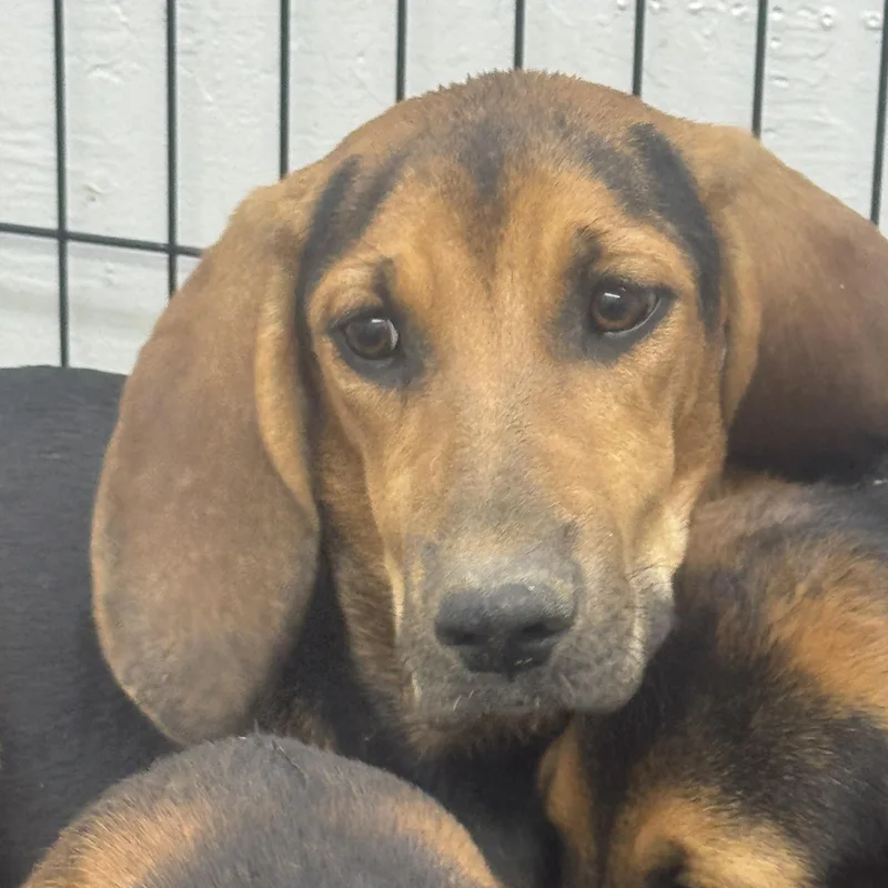 A baby large-sized female Bicolor Bloodhound dog named Skully for adoption in Sonora, CA