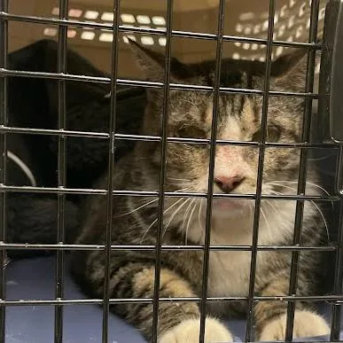 A senior large-sized female Domestic Short Hair cat named Aunt Eleanor for adoption in Austin, TX
