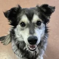 A young medium-sized male Gray / Blue / Silver Australian Shepherd dog named Link for adoption in Rapid City, SD