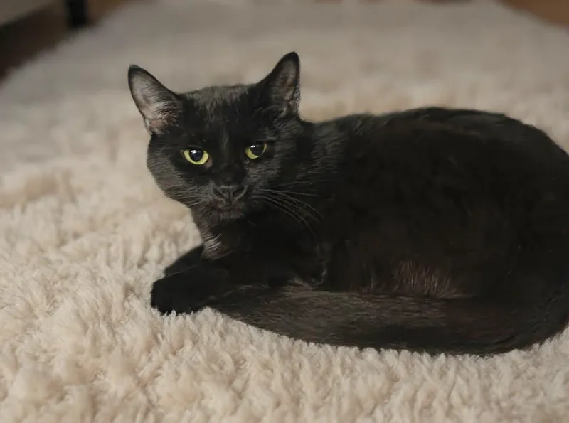 Darcy thumbnail 3