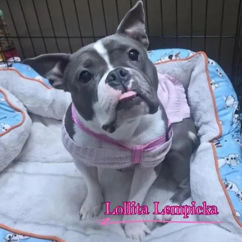 Lollita Lempicka thumbnail 5