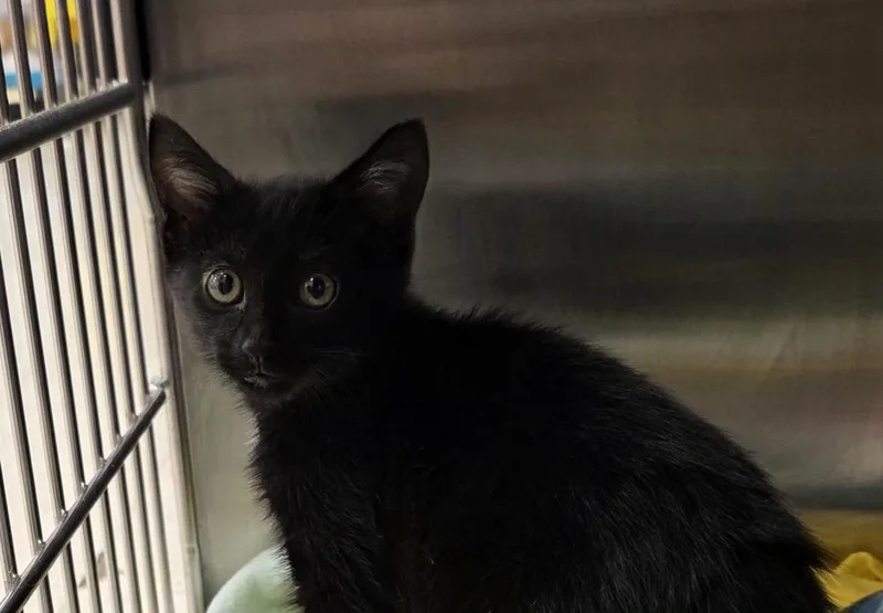 A baby small-sized male Black Domestic Short Hair cat named Chicken for adoption in Metamora, IL