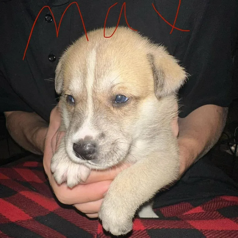 A baby small-sized male Hound dog named Max for adoption in Austin, TX