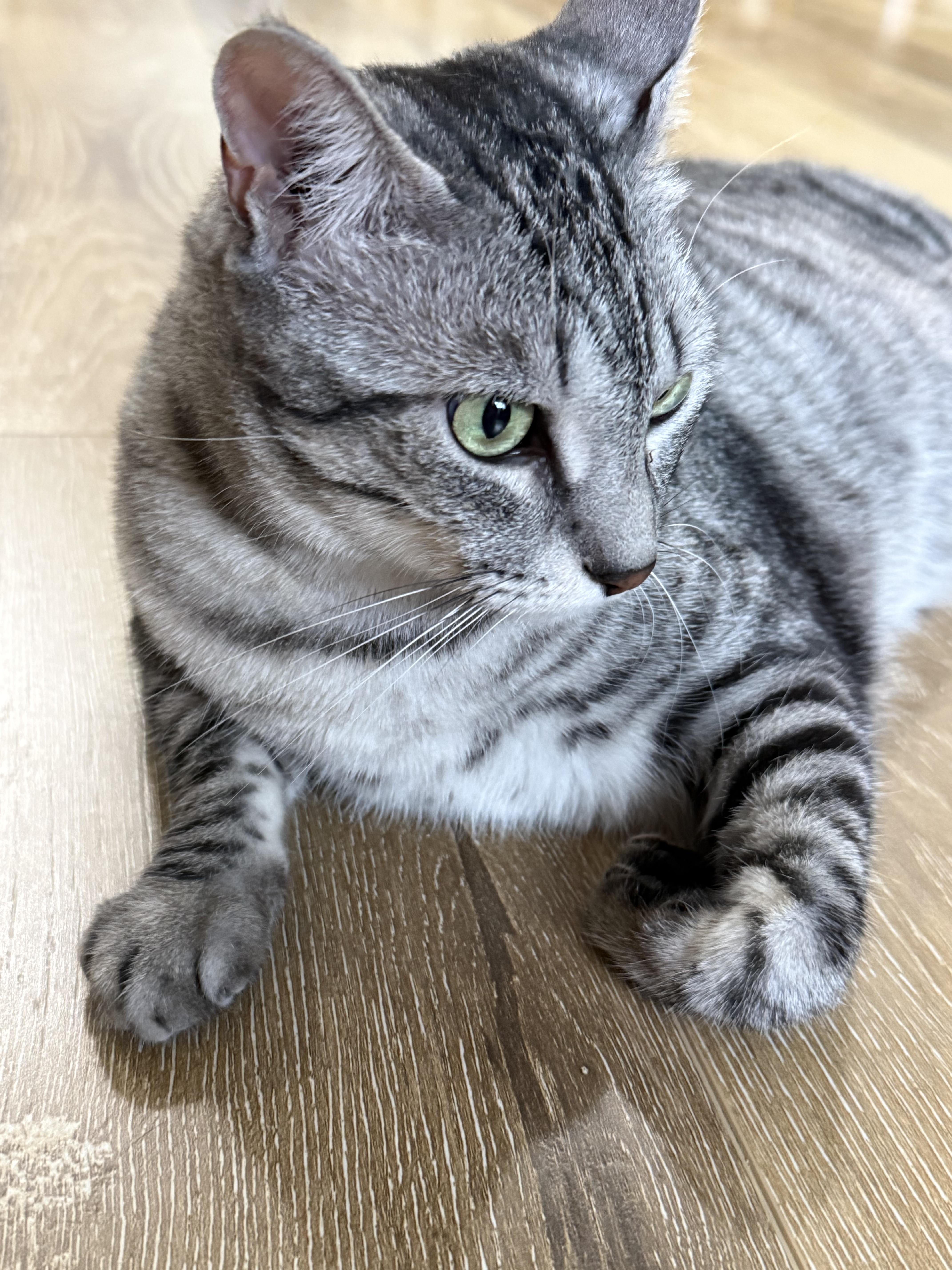 An adult medium-sized female Tabby (Gray / Blue / Silver) Tabby cat named Salem for adoption in Millville, UT