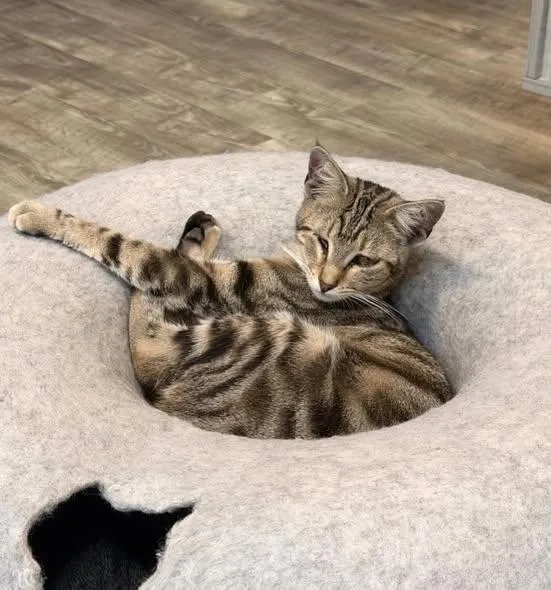 A young medium-sized female Tabby (Brown / Chocolate) Domestic Short Hair cat named Cotton Candy At Fat for adoption in Tallahassee, FL