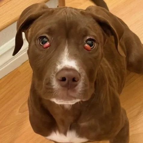 A baby medium-sized male Red / Chestnut / Orange Pit Bull Terrier dog named Holmes for adoption in Los Angeles, CA