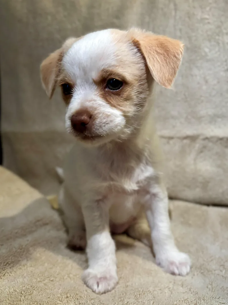 A baby small-sized female Chihuahua dog named Fairy for adoption in Discovery Bay, CA