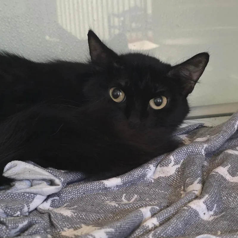 A young small-sized female Black Domestic Medium Hair cat named Love for adoption in Abilene, TX