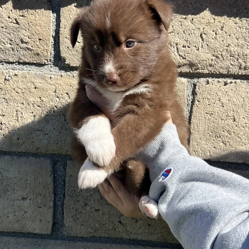 A baby large-sized male Labrador Retriever dog named Bennito for adoption in Pasadena, CA