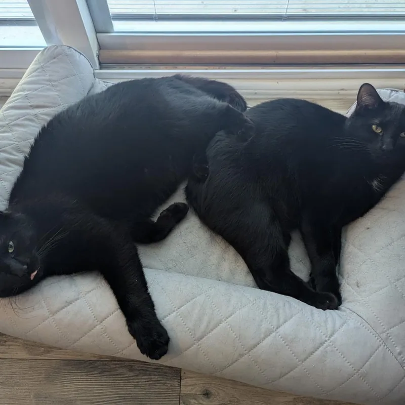 An adult medium-sized female Black Domestic Short Hair cat named Jupiter@PAWZ pet cafe for adoption in Carmel, IN