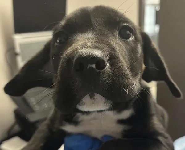 A baby small-sized female Pit Bull Terrier dog named Darya for adoption in Vancouver, WA