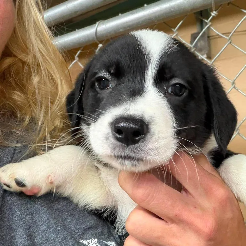 A baby medium-sized female Black Dachshund dog named Mila for adoption in Alexandria, VA