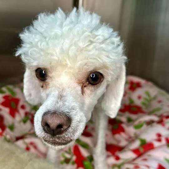 An adult small-sized female White / Cream Poodle dog named Guppy for adoption in Matteson, IL