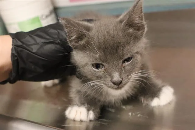 A baby small-sized male Domestic Short Hair cat named Jeddy for adoption in Columbia, SC