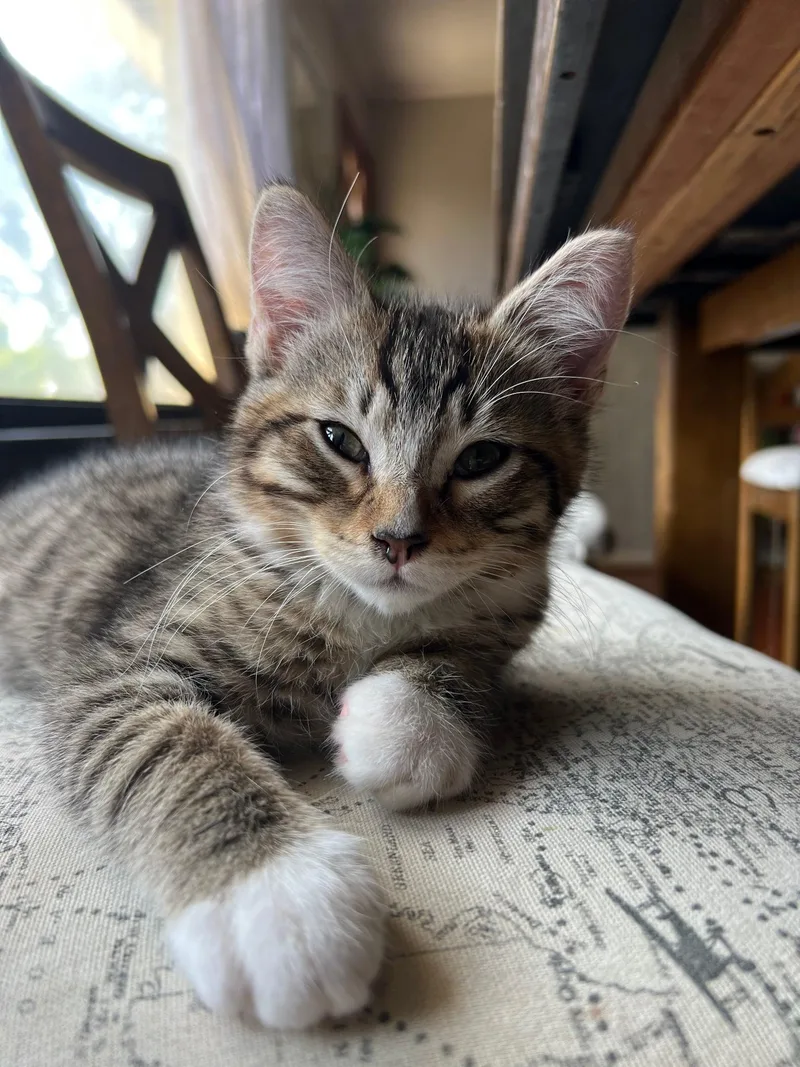 A baby small-sized male Domestic Short Hair cat named Grimes for adoption in Milwaukee, WI