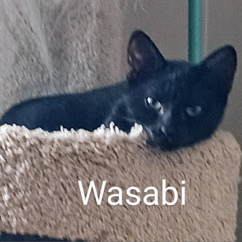 An adult small-sized female Black Domestic Short Hair cat named Wasabi Llanos for adoption in Merrifield, VA