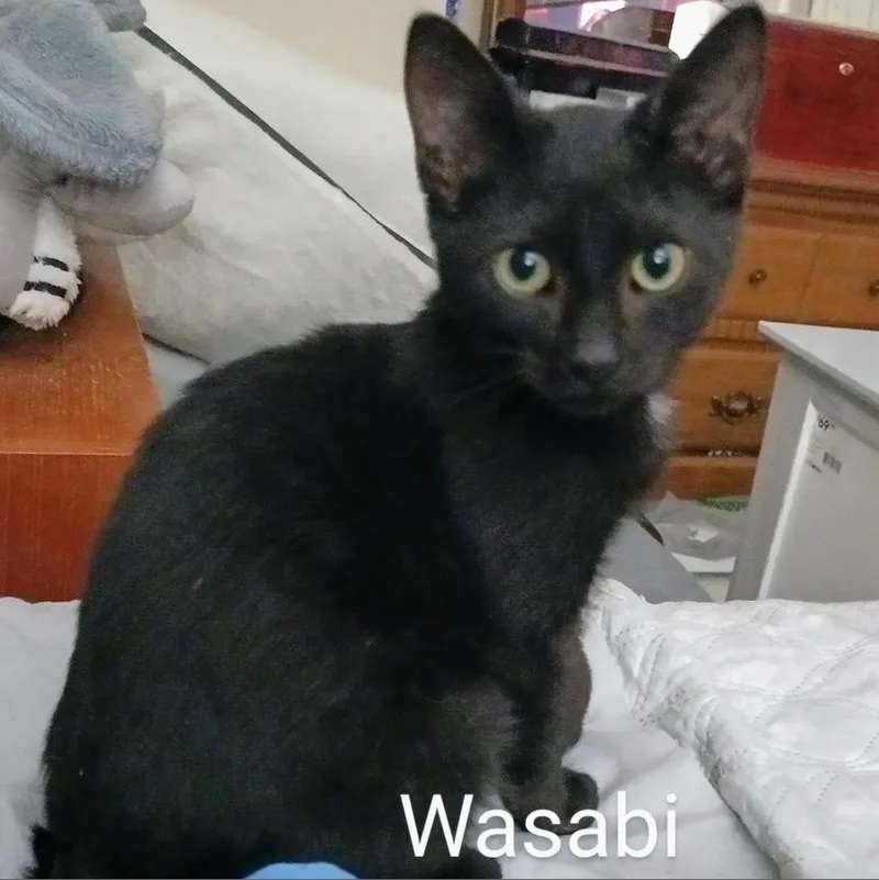Wasabi Llanos thumbnail 2