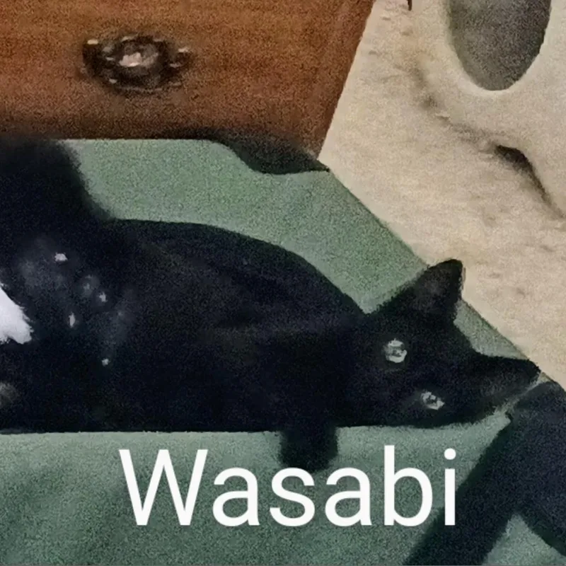Wasabi Llanos thumbnail 3