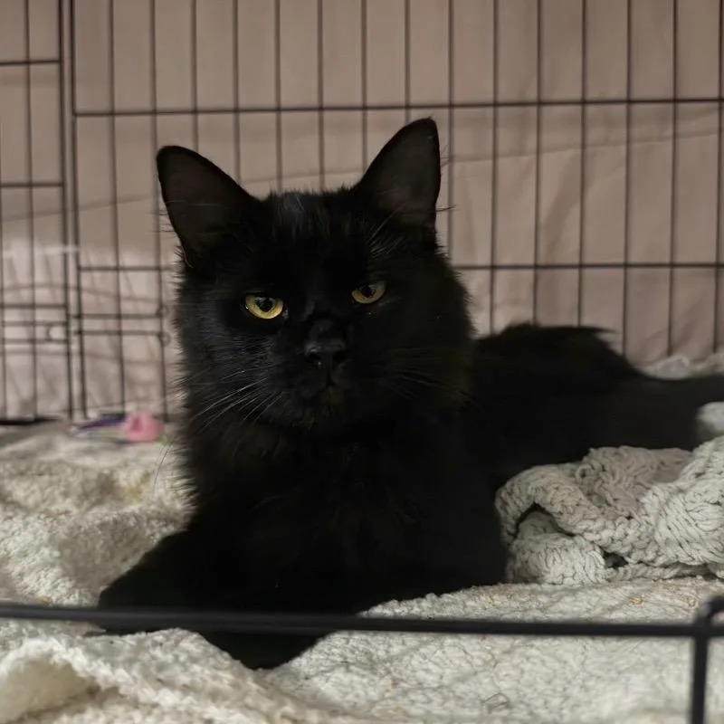 A young medium-sized male Black Domestic Medium Hair cat named Waylon for adoption in Hartville, OH