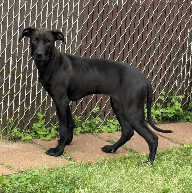 A baby medium-sized male Rhodesian Ridgeback dog named Arthur for adoption in Brenham, TX