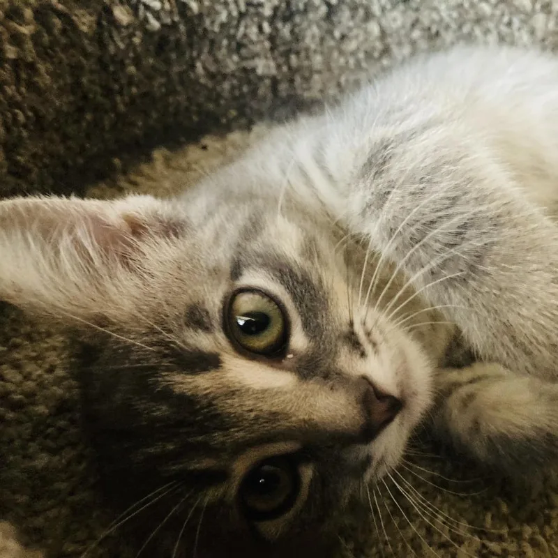 A baby small-sized female Gray / Blue / Silver Domestic Short Hair cat named Amelia for adoption in Santa Rosa, CA