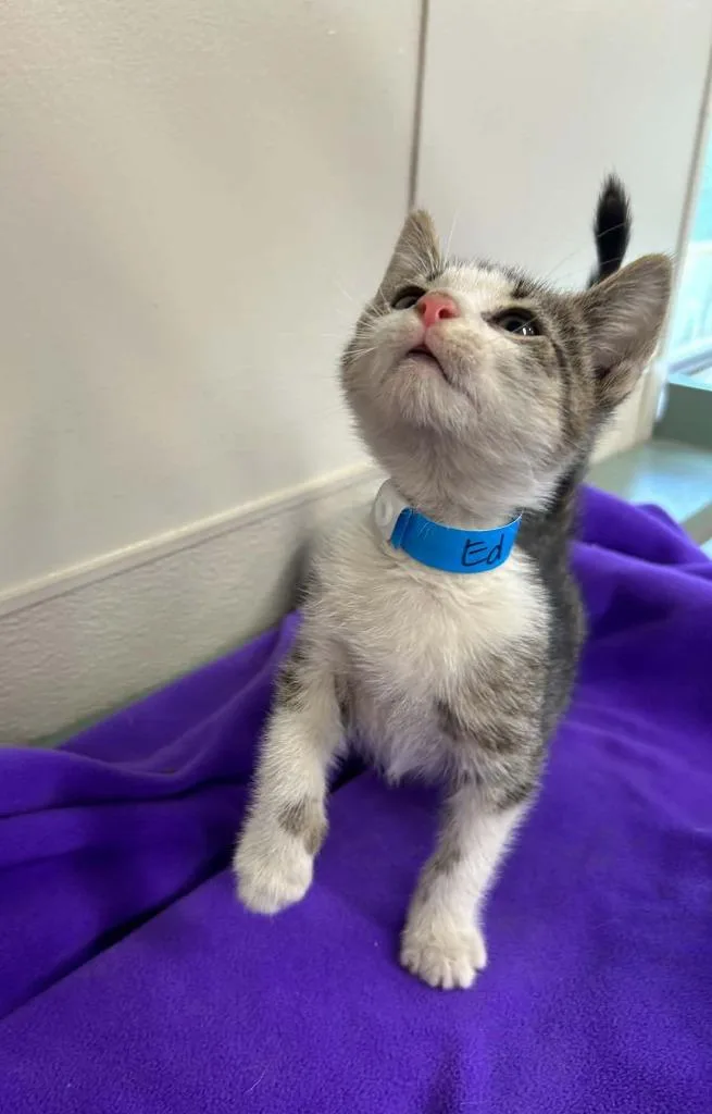 A baby small-sized male Domestic Short Hair cat named Ed for adoption in Lavonia, GA