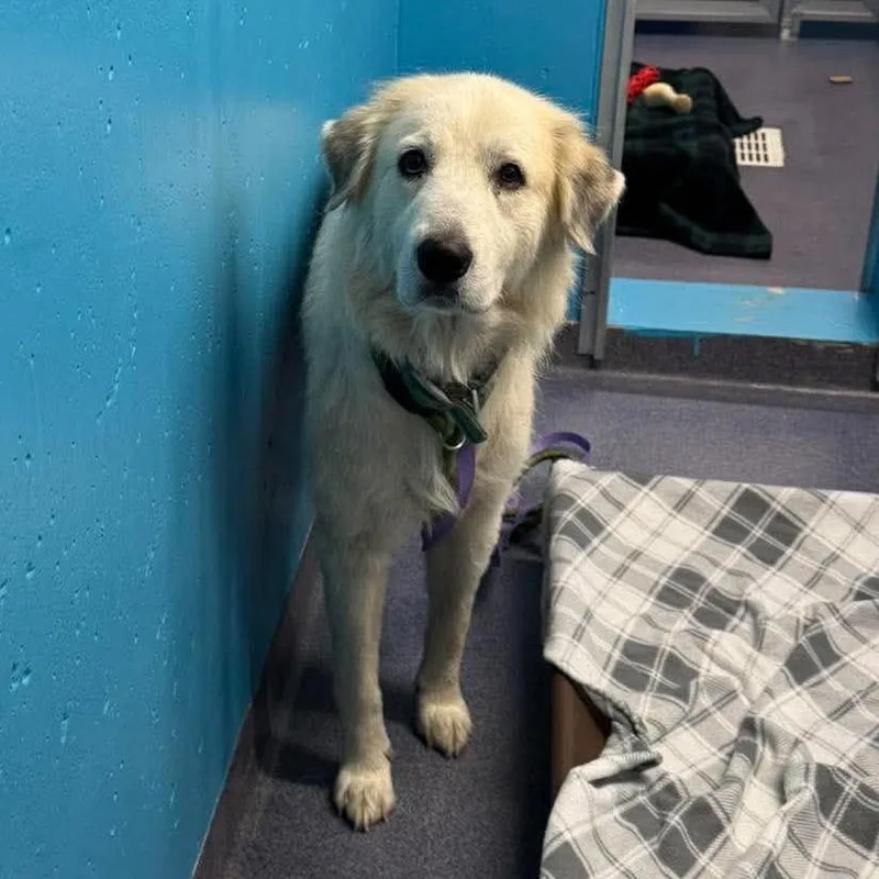 An adult large-sized female White / Cream Mixed Breed dog named Dixie Lynn for adoption in Edwardsville, IL
