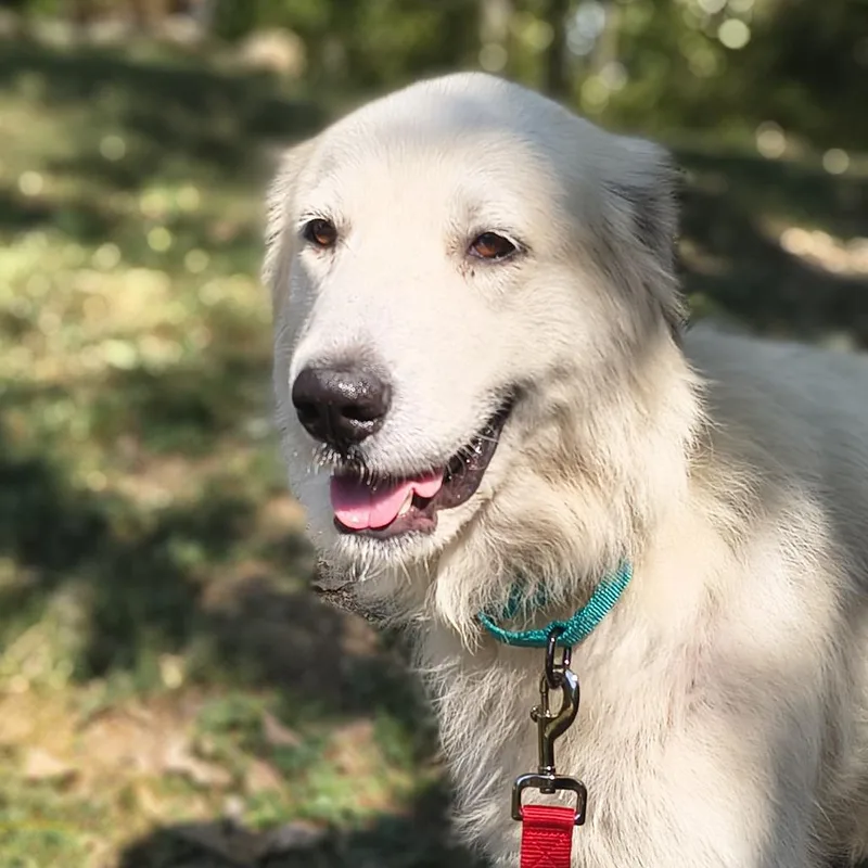 Dixie Lynn thumbnail 2