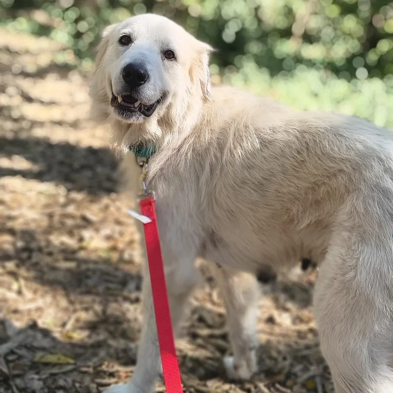 Dixie Lynn thumbnail 3