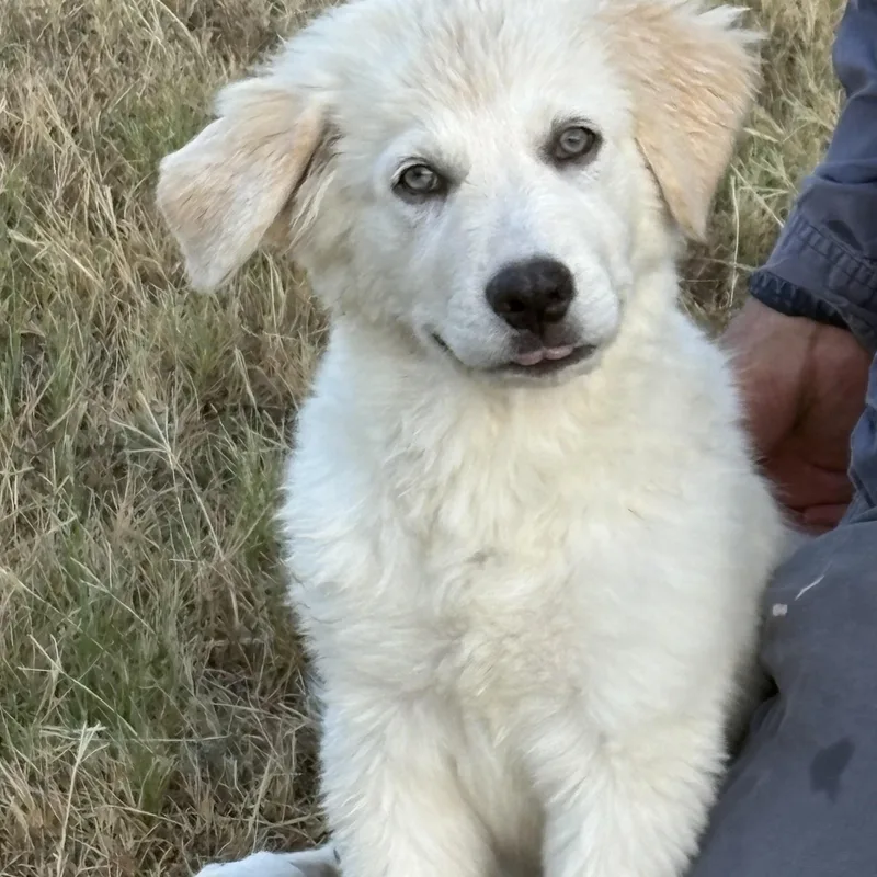 A baby large-sized female White / Cream Great Pyrenees dog named Sugar — A Gentle for adoption in Houston, TX